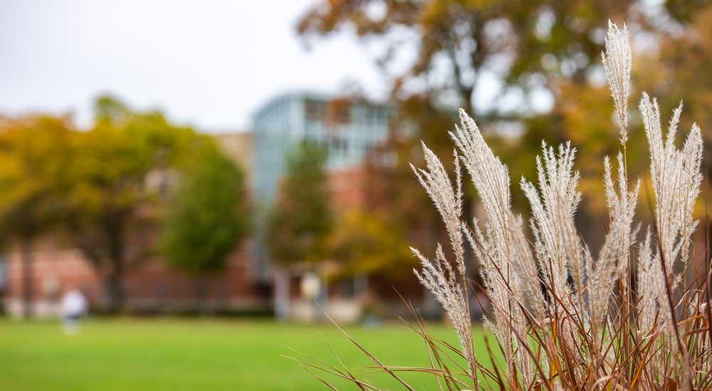 Image of fall foliage taken during the MU Fall photo session